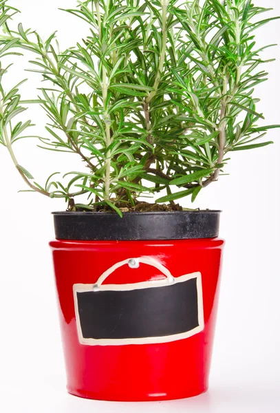 Rosemary in the pot. — Stock Photo, Image