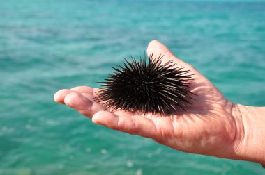 Sea urchin in the palm of a man. clipart