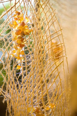 Yellow amber decorative ropes clipart