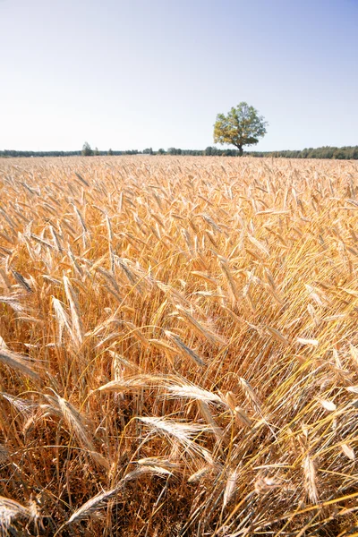 Fältet grödor i en sommardag — Stockfoto