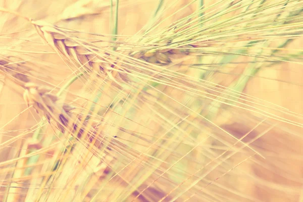 Pieken van graan vóór oogst — Stockfoto