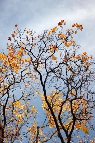 黄色枫叶黑色树枝 — 图库照片