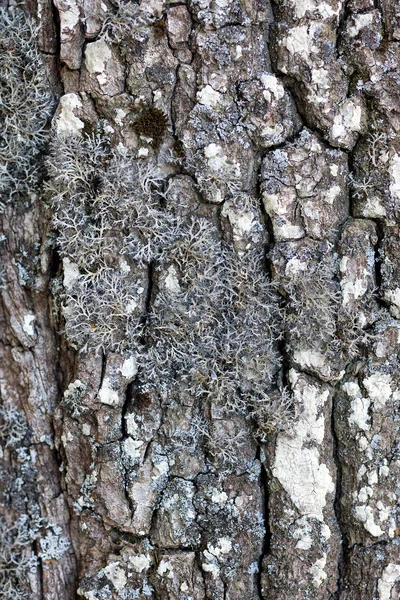 Corteza de pino con liquen — Foto de Stock