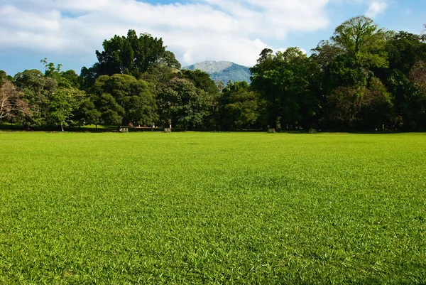 Green grass meadow with trees and mountain — Stock Photo, Image