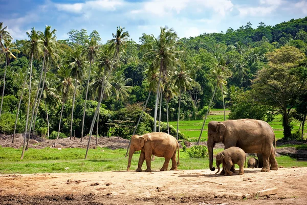 stock image Elephant family walking towards a water hole