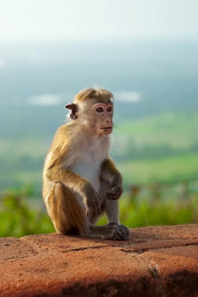 Stock image Monkey sitting on the rock