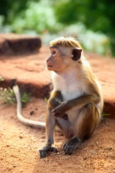 Stock image Monkey sitting on the rock