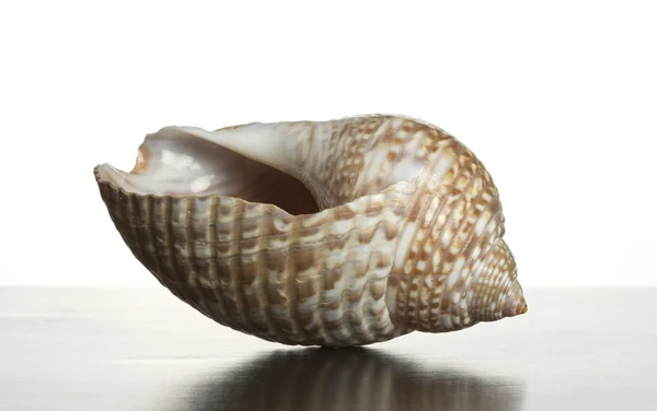 Een enkele shell — Stockfoto