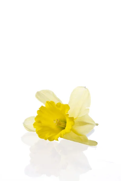 stock image Yellow lily closeup