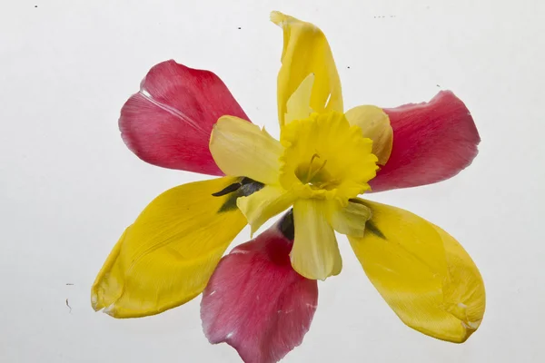 Yellow lily closeup — Stock Photo, Image