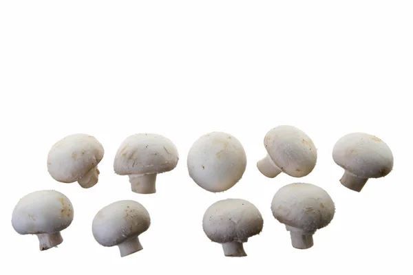 Muitos cogumelos brancos — Fotografia de Stock