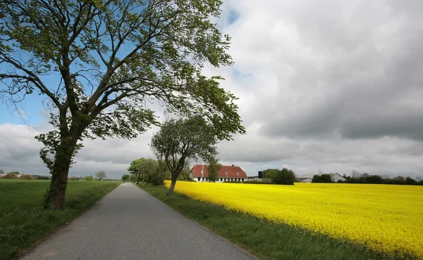 Danish landscape — Stock Photo, Image