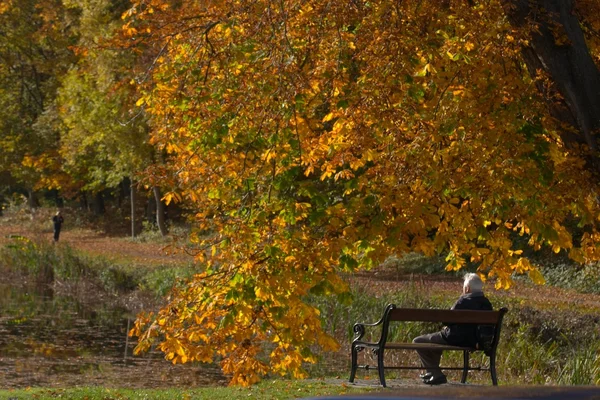 秋のベンチ — ストック写真