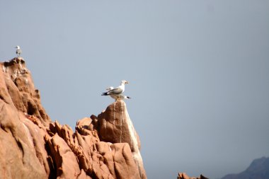 Corsica