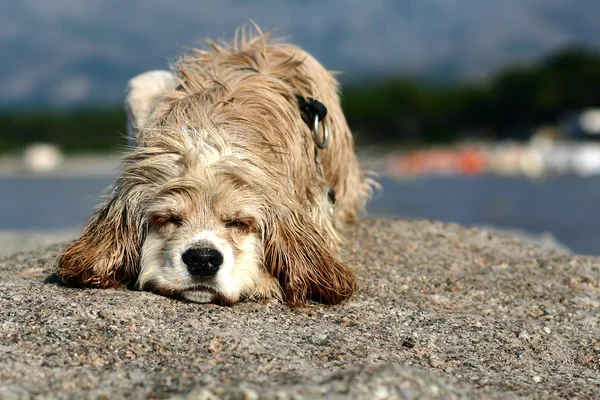 Abandonned 犬 — ストック写真