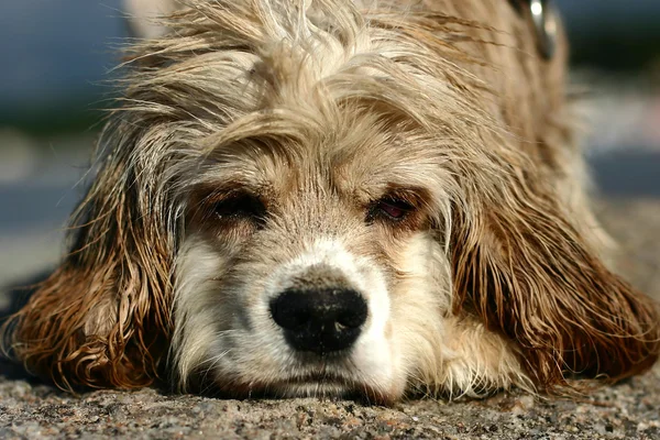 Abandonned dog — Stock Photo, Image