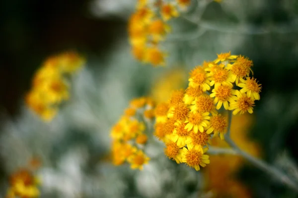 Rostliny a květiny z Korsiky — Stock fotografie