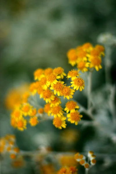 Plantas e flores da Córsega — Fotografia de Stock
