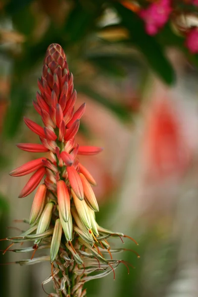 코르시카에서 꽃과 식물 — 스톡 사진