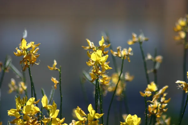 植物和花卉的科西嘉 — 图库照片