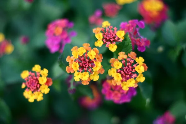 Växter och blommor från Korsika — Stockfoto