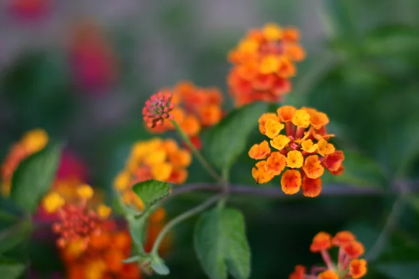 Pflanzen und Blumen aus Korsika — Stockfoto