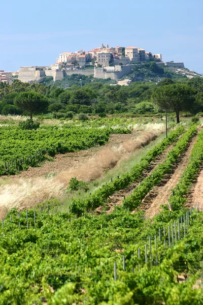 stock image Calvi