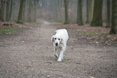 köpek açık