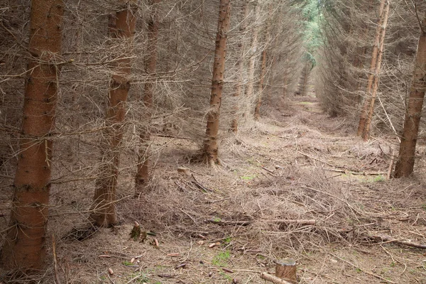 Wald in Dänemark — Stockfoto