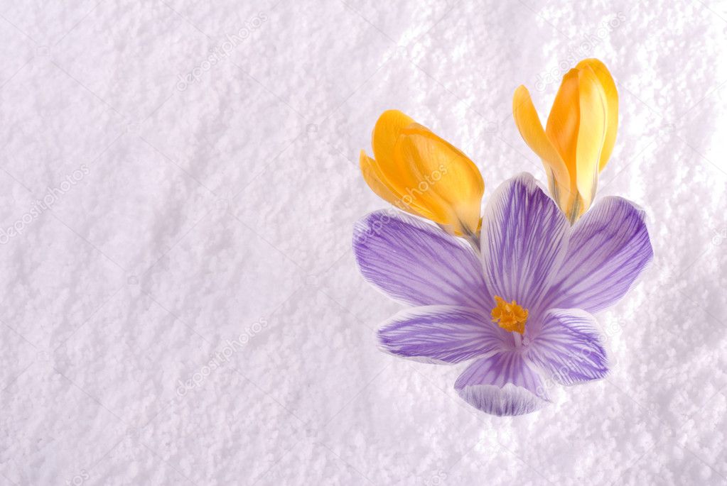 Crocus in Snow Striped and Yellow