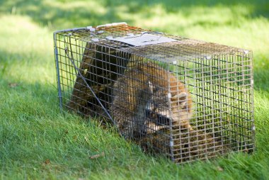 Raccoon Trapped in a Cage clipart