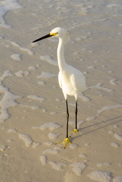 Snowy egret på stranden — Stockfoto