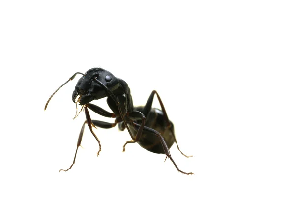 Tischler-Ameise auf Hinterbeinen Stockbild
