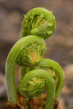 Ferns Emerging in Spring 2 clipart