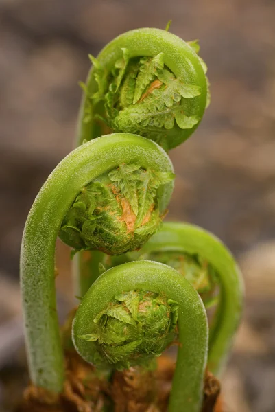 在春季 2 新兴的蕨类植物 — 图库照片