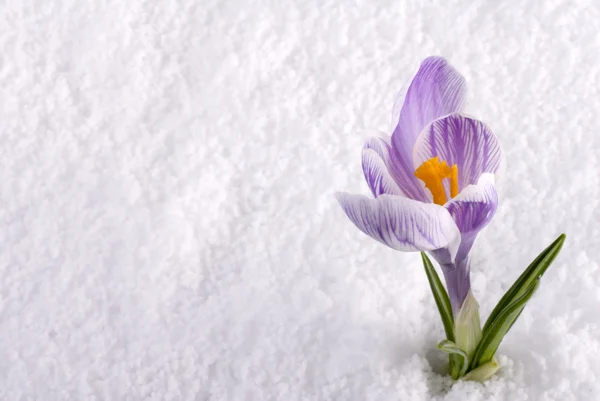 stock image Crocus in Snow Striped