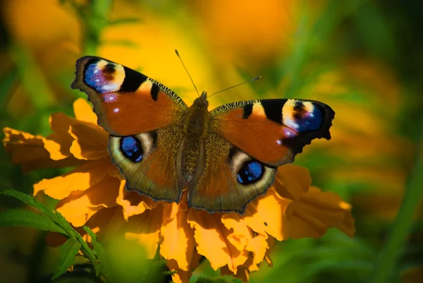マリーゴールドを蝶します。 — ストック写真