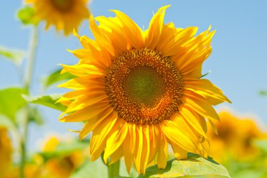 Yellow sunflower field