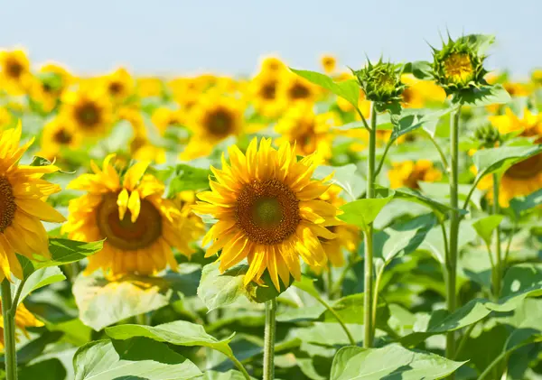 Yellow sunflower field