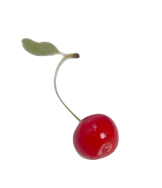 Jeden cherry izolované — Stock fotografie