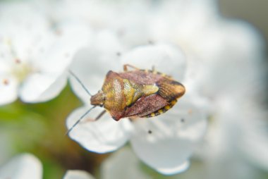 kalkan hatanın kiraz yaprağı üzerinde