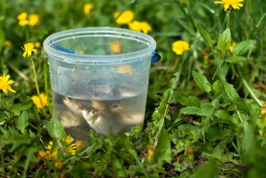 Little fish crowded in the plastic bucket clipart