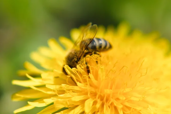 stock image A bee on a dandelion flower