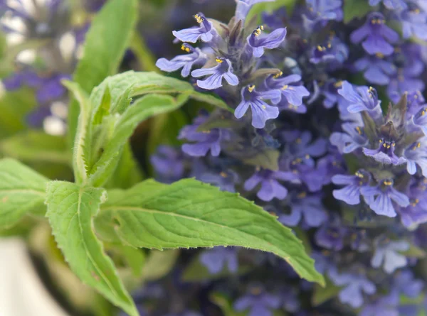 stock image Wild purple field flowers