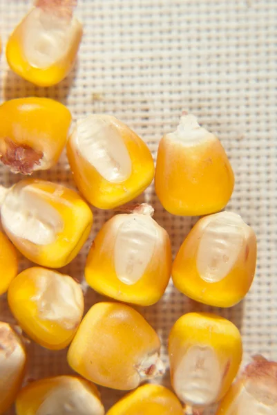 stock image Maize seeds