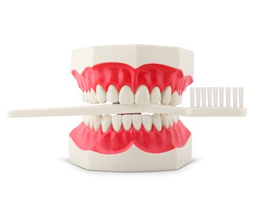 Teeth model with toothbrush on white clipart