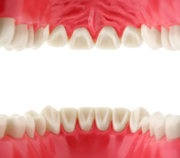 Usta z zębów, wewnątrz widok Zdjęcia Stockowe bez tantiem