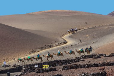 Tourists ride on camels being guided by local through the clipart