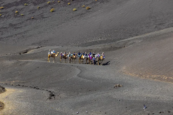 Turisté jezdí na velbloudy, řídíce se místní prostřednictvím — Stock fotografie