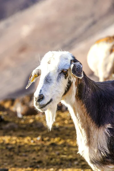 Дикі кози в горах — стокове фото